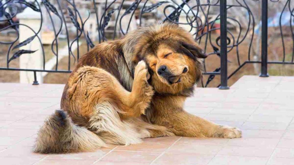 Hay varios factores que pueden causar alergia en un perro.