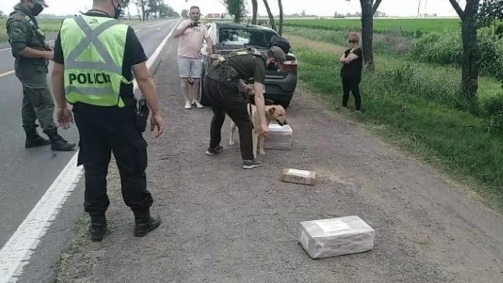 El perro fue clave para descubrir el dinero.