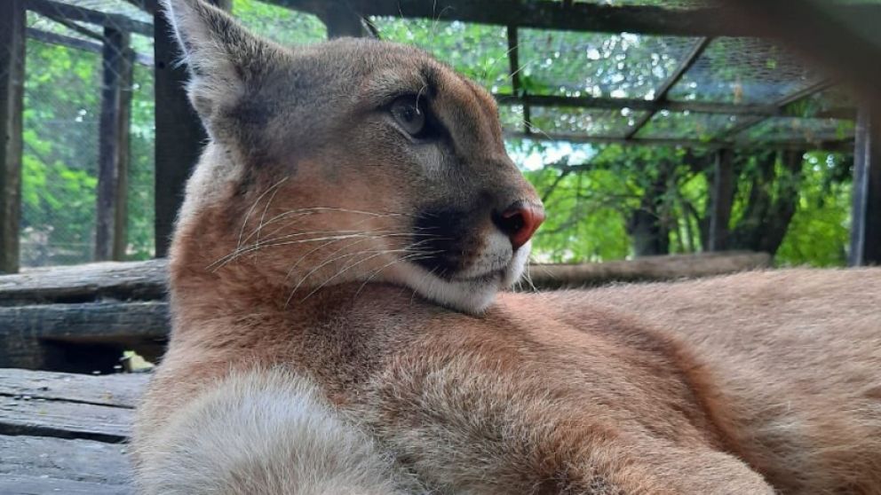 Este es el puma que fue robado de la Estación de Cría de Animales Silvestres, en Berazategui.