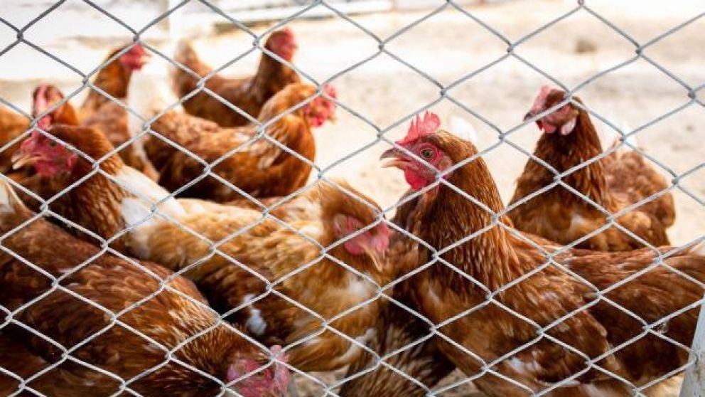 Miles de animales serán sacrificados por las autoridades sanitarias.