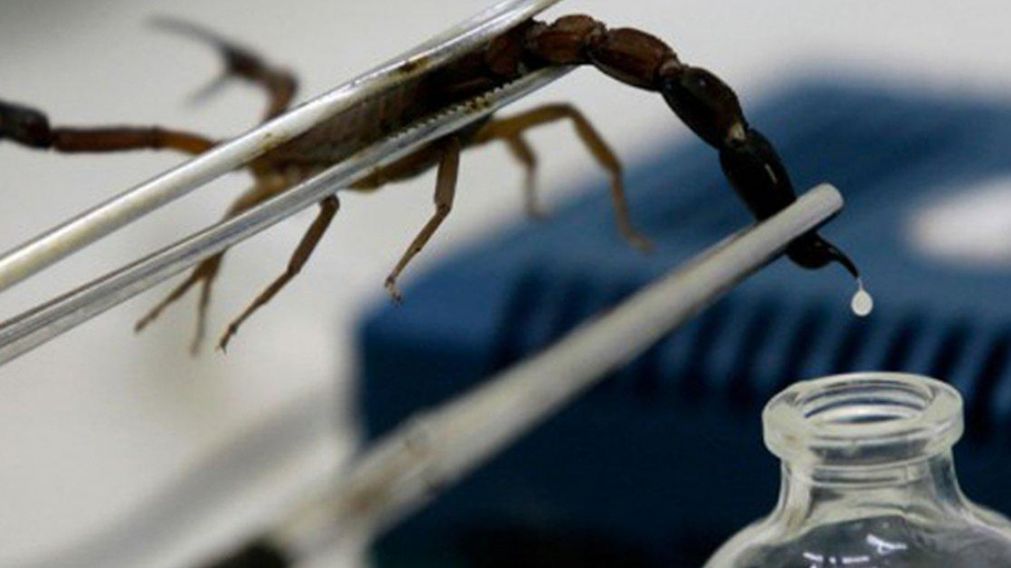 El veneno del alacrán fue puesto a prueba por científicos para curar tres tipos de cáncer.