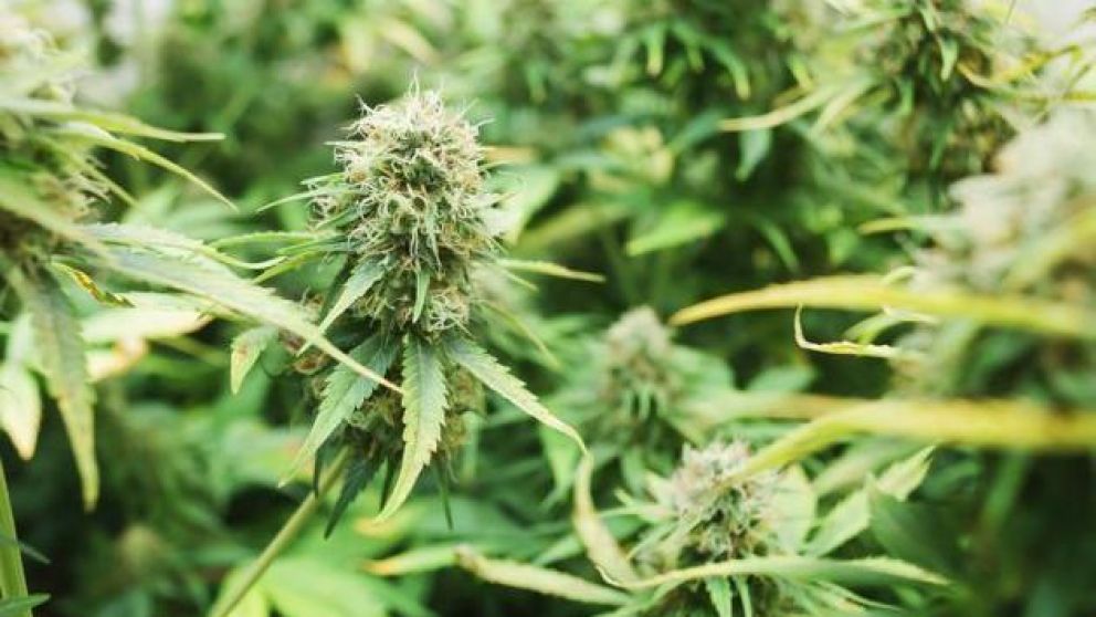 Secuestran 55 plantas de "faso" de un sótano invernadero.