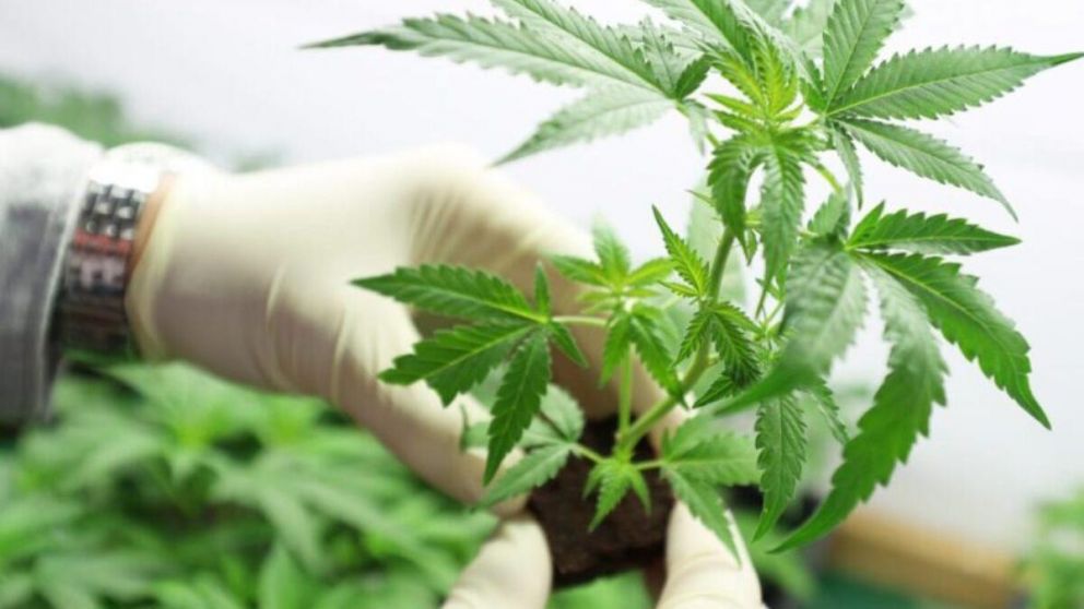 La Pastoral Nacional de Adicciones y Drogadependencia preocupada por la reglamentación sobre el uso medicinal del cannabis. (Imagen Ilustrartiva)