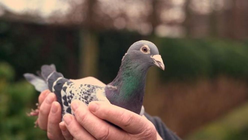 El adiestramiento de palomas mensajeras es una tradición arraigada en Holanda, Bélgica y norte de Francia.