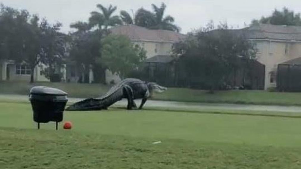 El enorme caimán parecido a un dinosaurio que apareció en Estados Unidos (Twitter).
