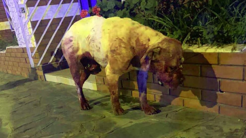 El perrito padeció todo tipo de torturas que terminaron con su vida.