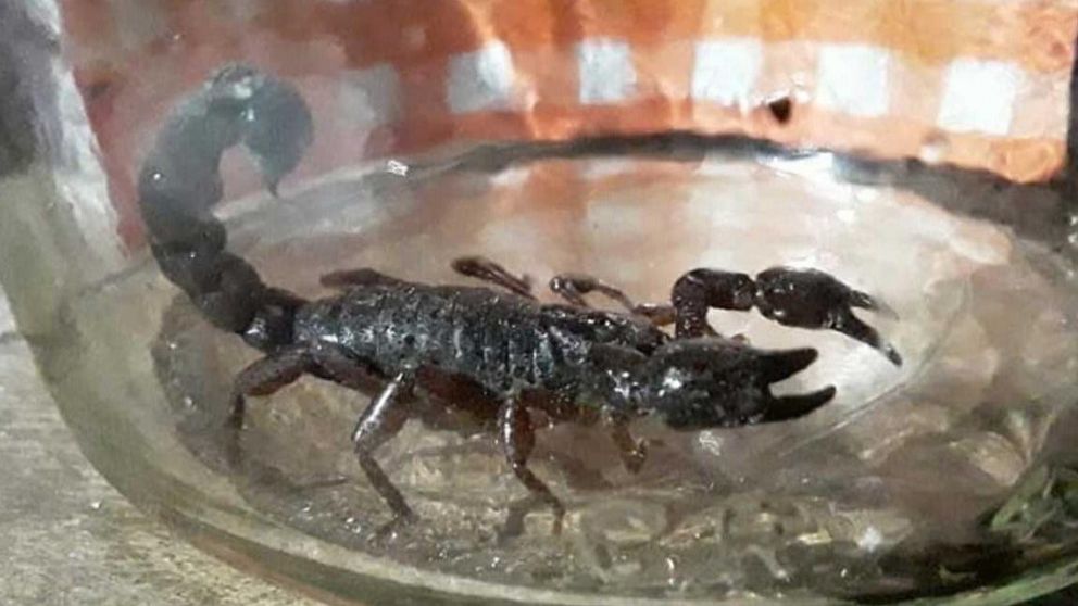 Los alacranes pueden llegar a los hogares (Imagen ilustrativa).