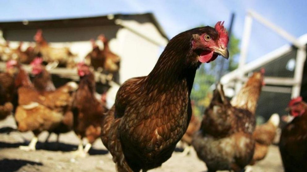 La ministra de Agricultura, Carola Schouten, prohibió el transporte de aves de corral, huevos y estiércol en la zona.