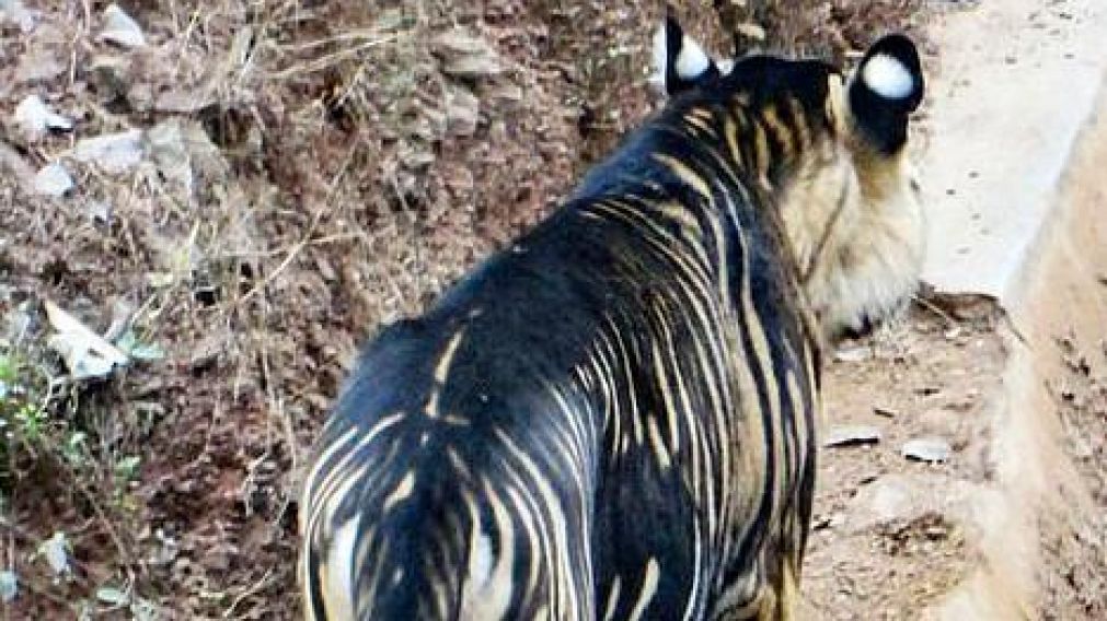 El inusual colorido del tigre negro podría esta ligado a la endogamia.