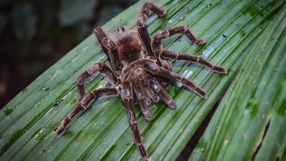 Se trata de una especie en peligro de extinción.