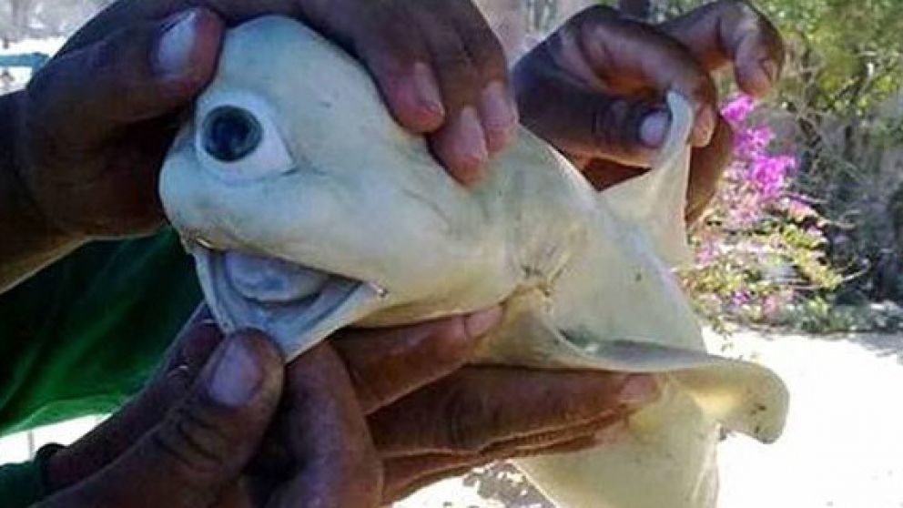 La extraña criatura encontrada en Indonesia, era cíclope y albina.