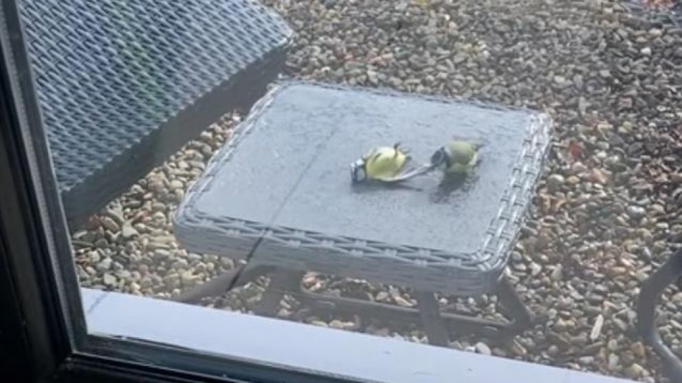 La publicación tuvo más de 4.000 reproducciones y fue compartida más de 9.000 veces.