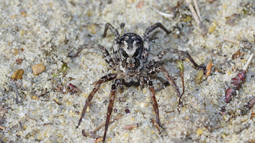 La araña había sido avistada por última vez en 1993.
