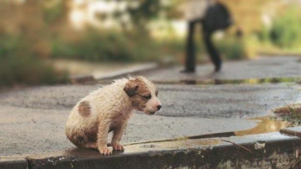 En la provincia de Buenos Aires hay más de 6 millones de animales urbanos. (Foto ilustrativa)