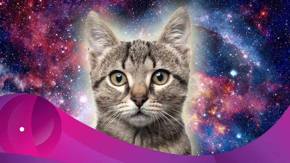 La enigmática existencia de los gatos en la Tierra.