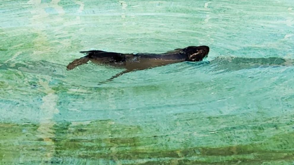 El lobo marino fue encontrado en Berazategui.