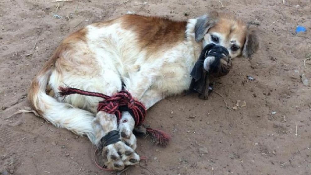 Los veterinarios la veterinaria constataron que el perro sufrió golpes y tenía lesiones en varias partes del cuerpo