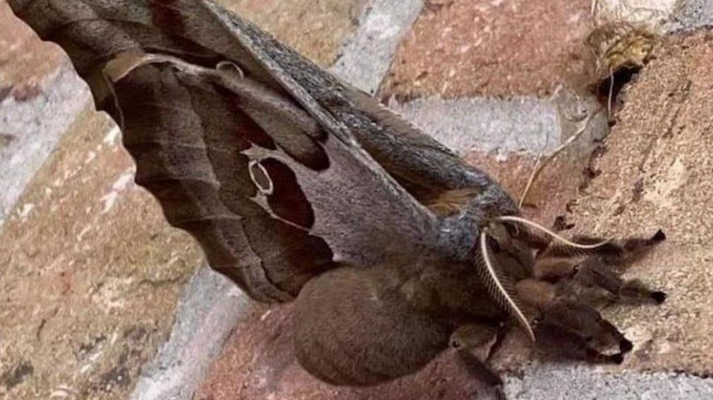 Conmoción en México y Estados Unidos por esta especie (Twitter).