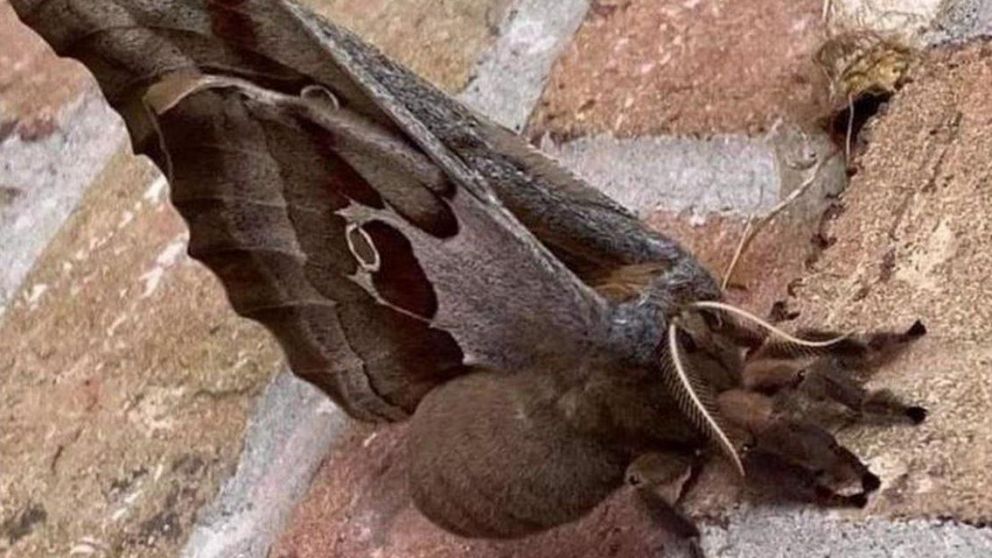 Conmoción en México y Estados Unidos por esta especie (Twitter).