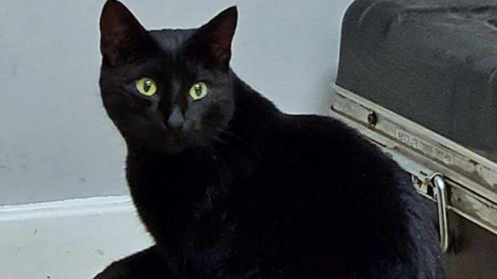 Conocé la historia de Ruby, la gatita que se perdió en 2018.