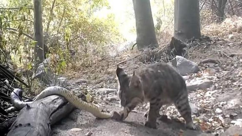 Finalmente, el felino logró imponerse ante el reptil venenosa.