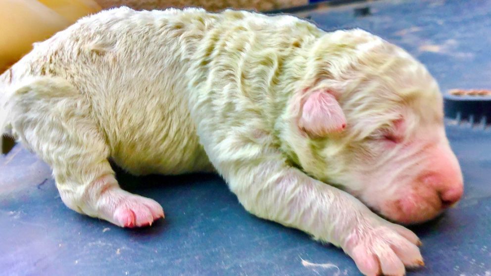 Pistocho, el perrito que naci� de color verde y conquist� las redes sociales.