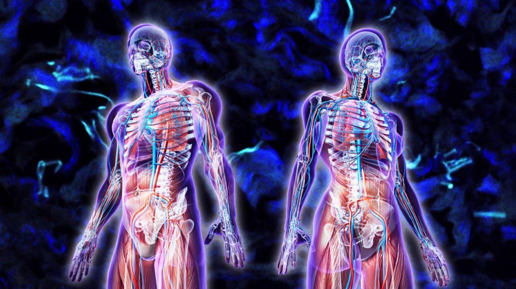 Los investigadores creen que con el tiempo podrían encontrarse más órganos