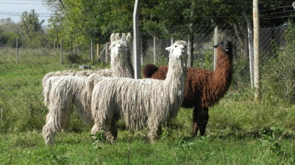 Una llama de esperanza contra el coronavirus (Imagen ilustrativa).