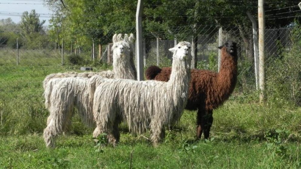 Una llama de esperanza contra el coronavirus (Imagen ilustrativa).