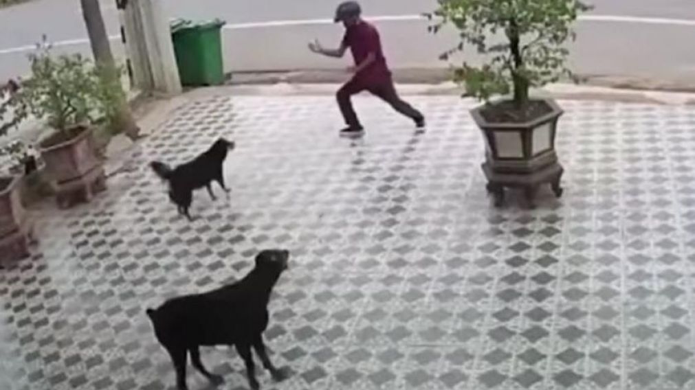 El rápido accionar del joven evitó el ataque de los perros (Captura de video).