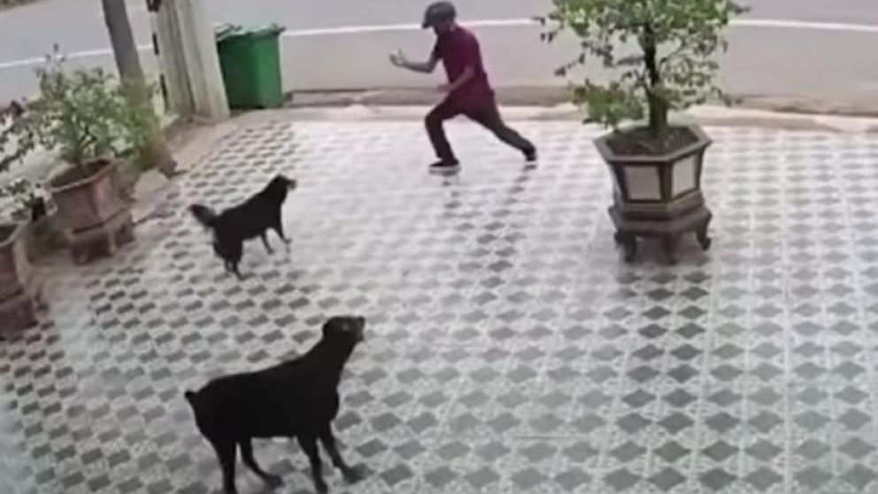 El rápido accionar del joven evitó el ataque de los perros (Captura de video).