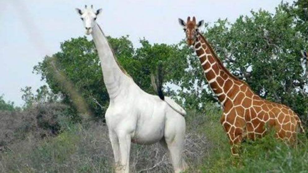 La jirafa blanca no tiene albinismo porque tiene ojos oscuros y no es más sensible a la luz que otros de su especie