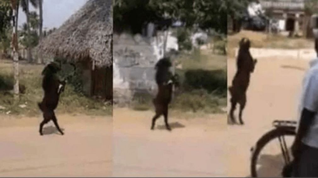 El insólito fenómeno fue grabado y compartido en las redes sociales (Captura de video).