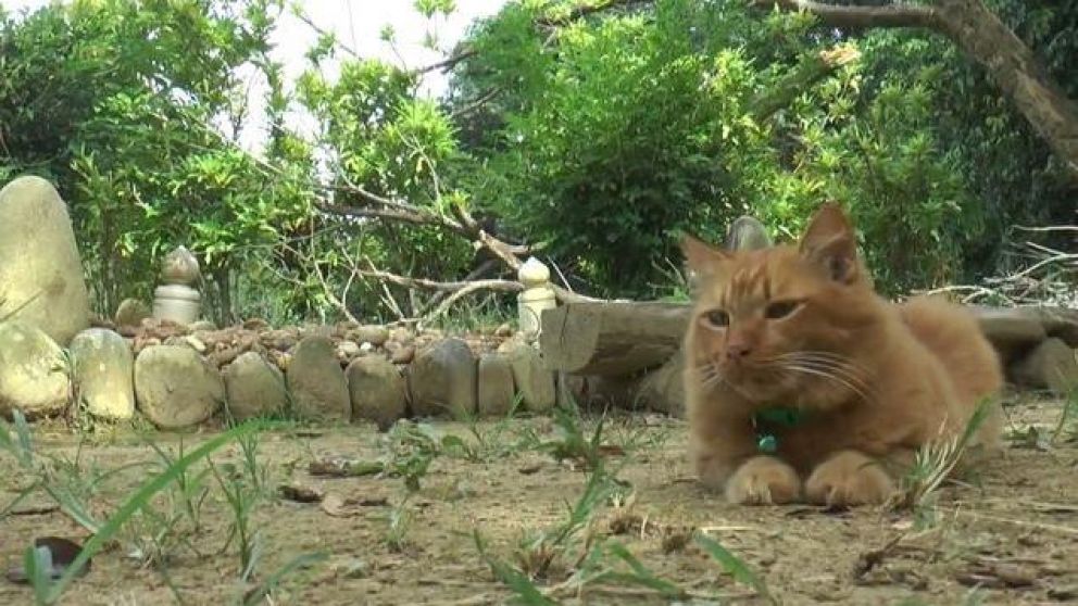 La gatita visita la tumba de su dueño fallecido diariamente.
