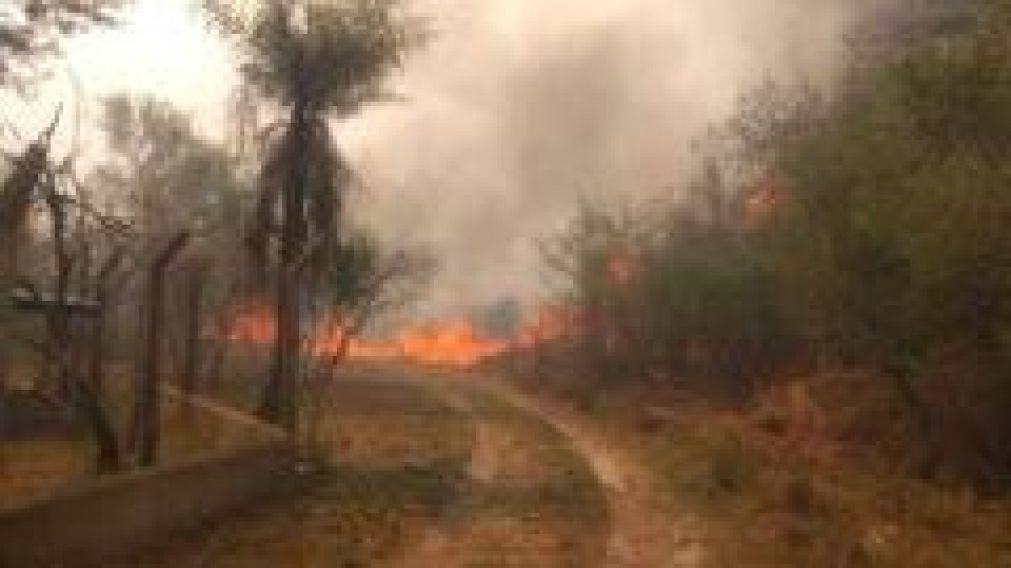 Casi el 100% de la fauna de un parque natural murió por el fuego en Corrientes.