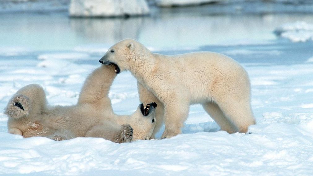 Dos osos cerca del pueblo de Churchill, en la provincia de Manitoba, Canad� (Foto: Arco Images)