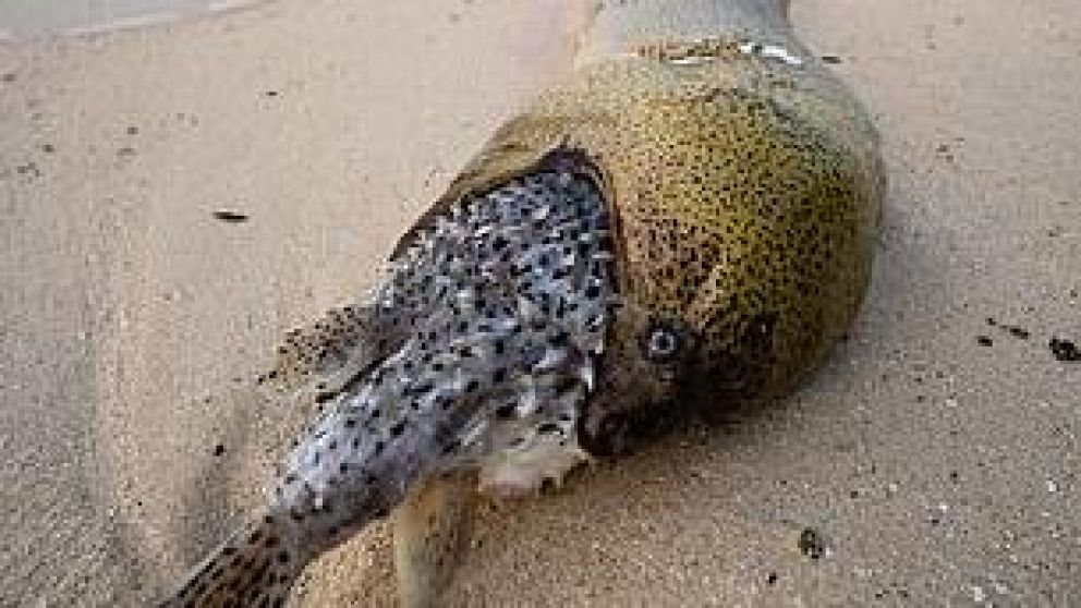 La escena fue hallada por una familia en las Islas Cook