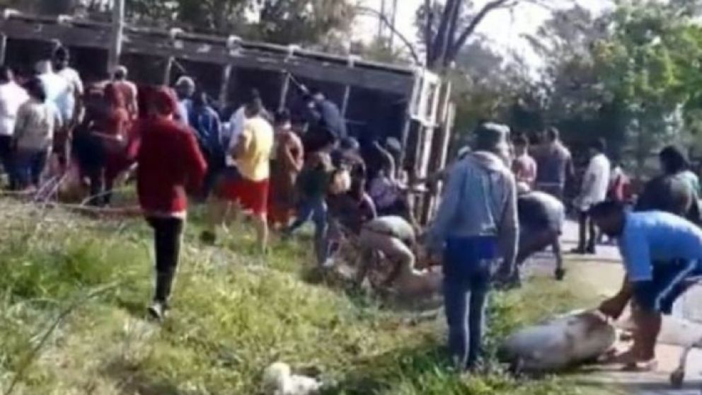 Volcó un camión con cerdos en Pilar y los vecinos los carnearon en el medio de la calle.
