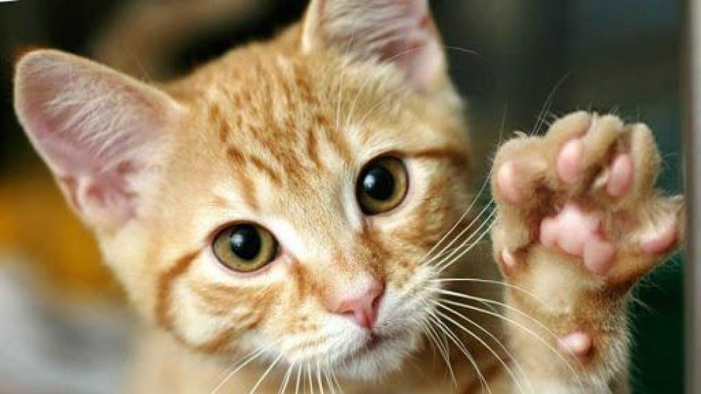 La venta del gato "milagroso" fue publicada en un sitio de compra venta ruso. (Foto ilustrativa)