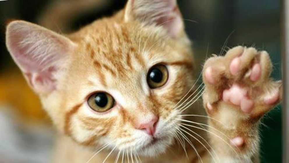 La venta del gato "milagroso" fue publicada en un sitio de compra venta ruso. (Foto ilustrativa)