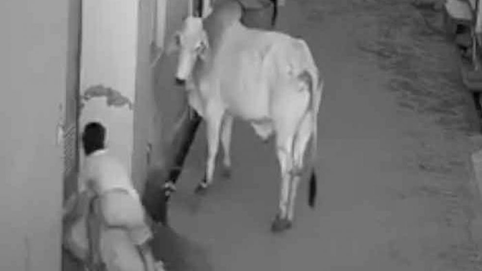 El video se viralizó en las redes, donde los usuarios destacaron la valentía del nene