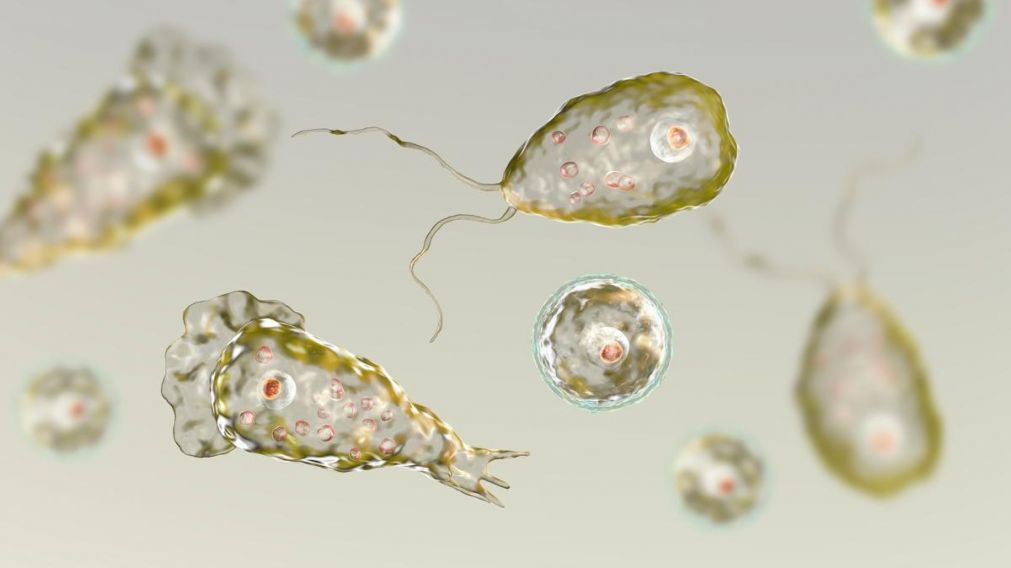 La ameba Naegleria fowleri es mucho más peligrosa que lo que se pensaba. (Imagen ilustrativa)