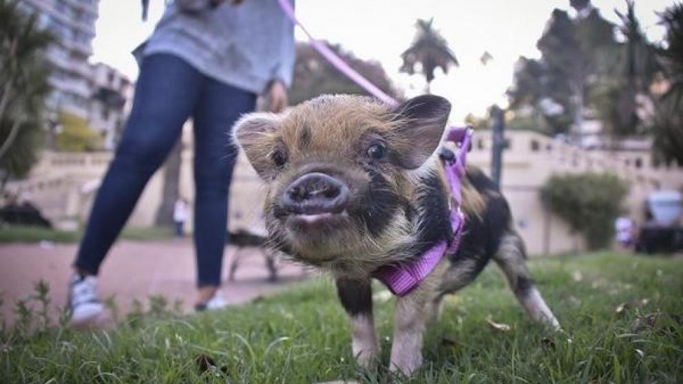 La moda de tener chancitos como mascotas.