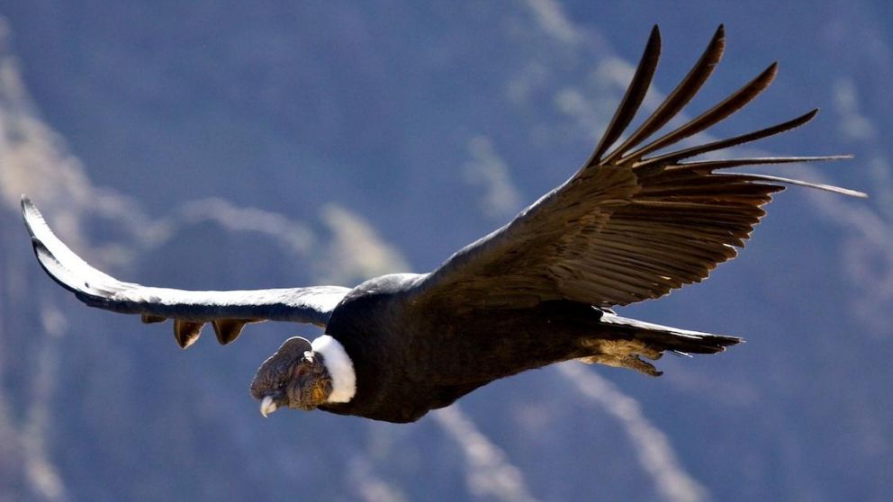 El cóndor rescatado es un ejemplar macho de 20 años y casi 12 kilogramos de peso (Imagen ilustrativa).