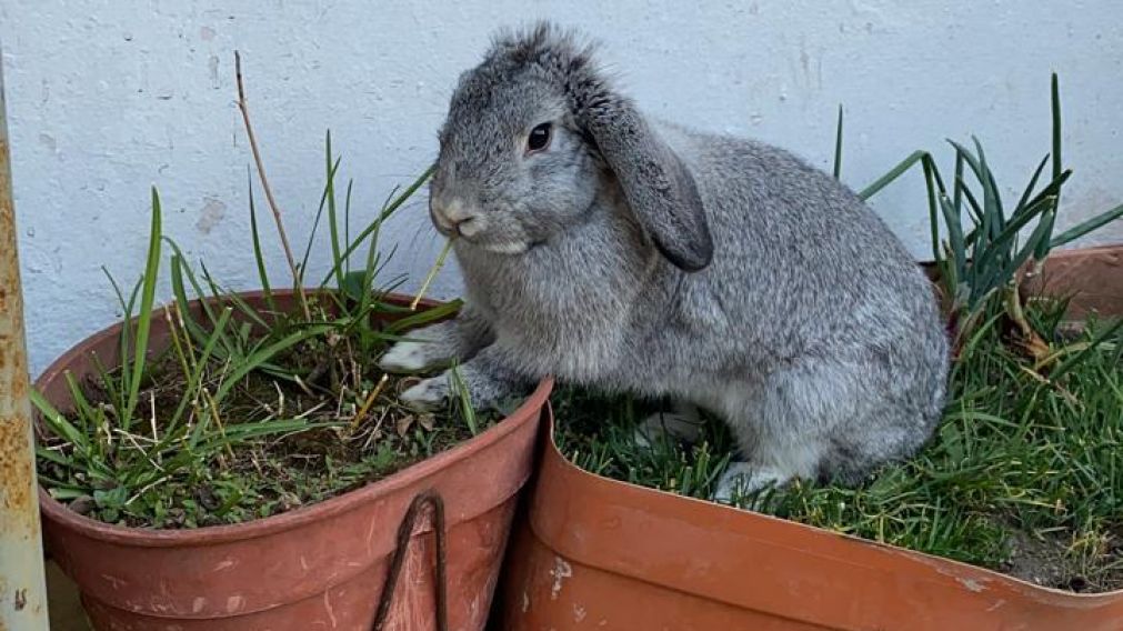 Bonnita ya est� jugando en su jard�n. 