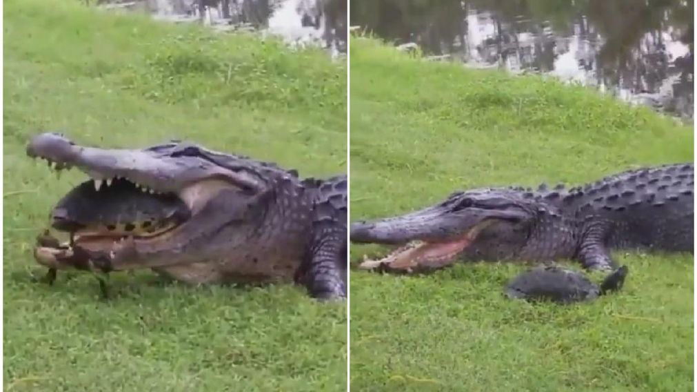 La tortuga logr� escapar del animal a un estanque cercano, dando peque�os saltos.