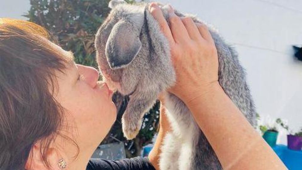 La coneja ya era parte de su familia y jugaba con el resto de sus mascotas.