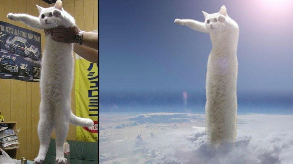 El "gato Largo" protagonista del famoso meme murió a los 18 años.