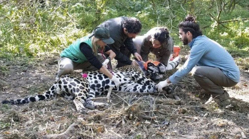 El yaguareté corre riesgo de ser atrapado por cazadores furtivos.