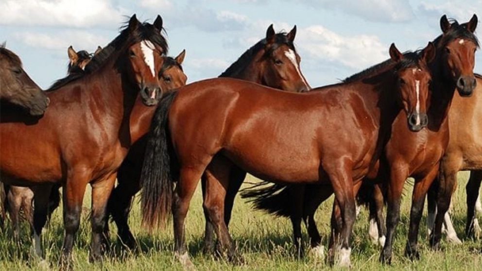 Cada 20 de septiembre se festeja en Argentina el Día Internacional del Caballo (Imagen Ilustrativa).